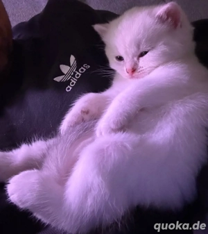 Britisch Kurzhaar BKH