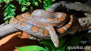 pantherophis guttatus 1.0