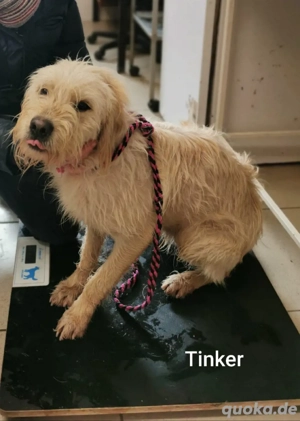 Der hübsche Kerl mit dem tollen Charakter ist Tinker *noch in Kroatien*