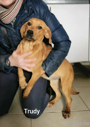 Trudy liebt alle Menschen. Wer schenkt ihr ein wundervolles Zuhause *bald in Deutschland*