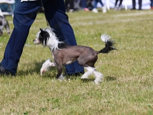 Valentino - Zuchtrüde & Charmeur  Bild 2