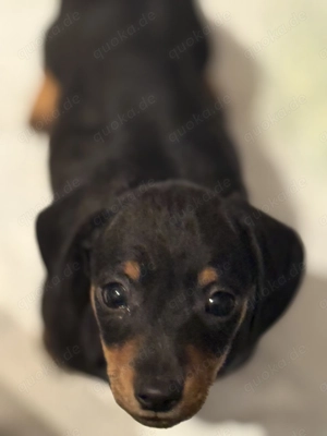 Zwergdackel Black Tan und Tiger 7 kleine Racker, 5 Rüden 2 Mädels