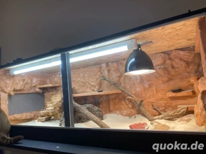 Verkaufe zwei Bartagamen