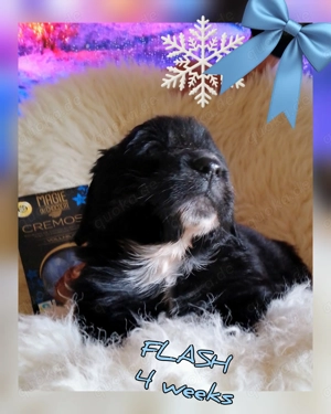 Tolle Golden Aussie Welpen mit Papieren (Ahnenpass)