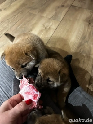 shiba inu junge   
