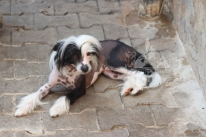 Valentino - Zuchtrüde & Charmeur  Bild 5