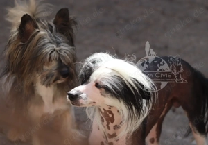 Valentino - Zuchtrüde & Charmeur  Bild 4