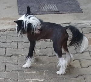 Valentino - Zuchtrüde & Charmeur  Bild 6