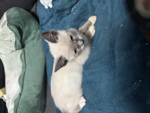 Sphynx kitten suchen ein zuhause für immer 