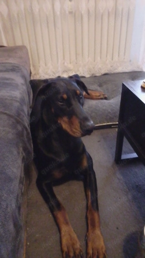 Dobermann Hündin 18 Monate 