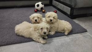 Malteser Welpen suchen neues Zuhause