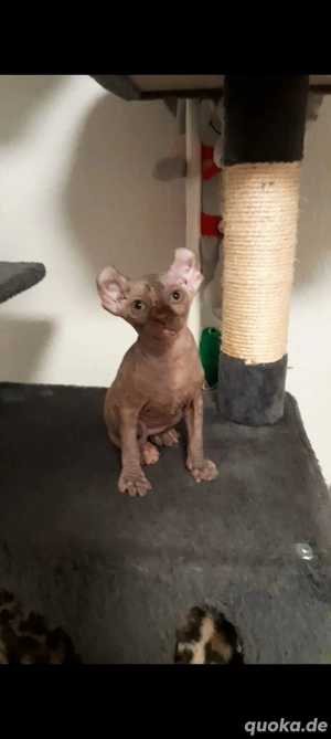 Sphynx Elf Katzen Baby 