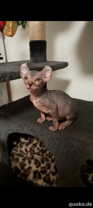 Sphiynx katzen Baby 