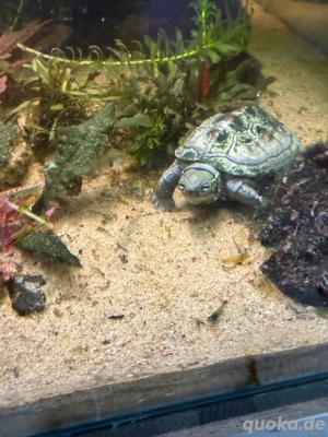 Chinesische Dreikielschildkröte (Mauremys reevesii)