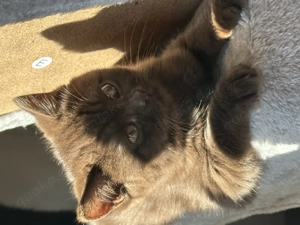  Reinrassige BKH-Kätzchen zu verkaufen  Cinnamon Farbe.