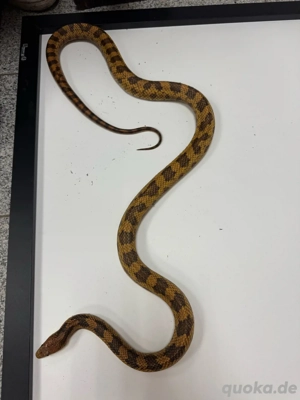 Erdnatter Wildfarben 1.0