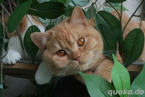 BKH Kater mit Stammbaum 