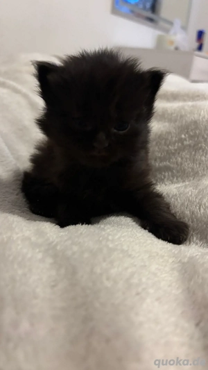 babykitten