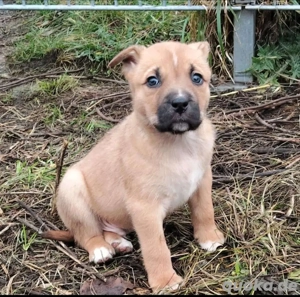 Welpen suchen Liebevolles Zuhause 