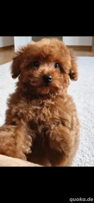 Toypudel Red Rüde Toy Pudel