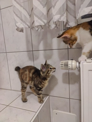 Kurillian Bobtail Mixkitten 