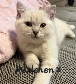 Zuckersüße BKH Kitten Silver Shaded