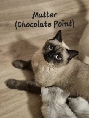 Zuckersüße BKH Kitten Silver Shaded Bild 6