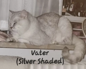 Zuckersüße BKH Kitten Silver Shaded Bild 7