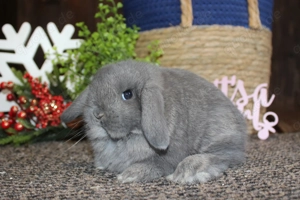  Kleine Miniwidder Baby Kaninchen Hasen Zwergwidder Minilop Jungtiere