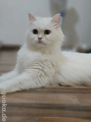  Deckkater gesucht für weiße Perserkatze (Shirazi)