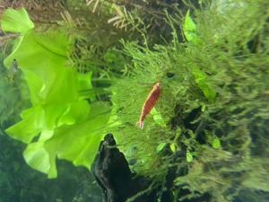 Letzte Fisch- und Pflanzenbörse 2025