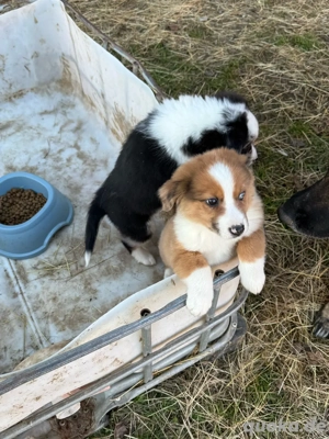 Aussie Mischling sucht zuhause 