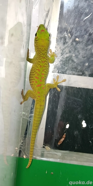 Madagaskar Taggeckos - Phelsuma Grandis 