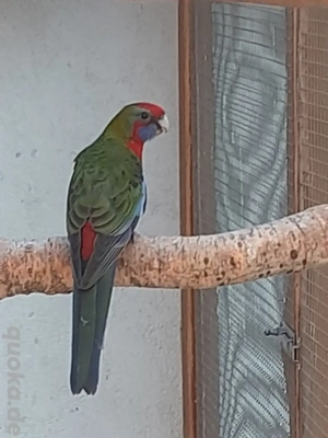 Gebe blutsfremde Paare Pennantsittiche von 2025 ab. ab