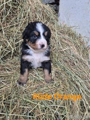Reinrassige Bernersennen  Welpen