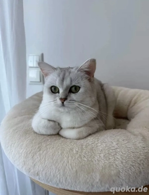 Britisch Kurzhaar Weibchen