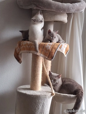 Britisch Kurzhaar Kitten ( reinrassig) abzugeben 