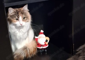 2 hübsche Maine Coon Mix Katzen 