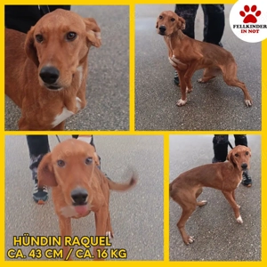 Raquel Welpe Bracke Mischling Hündin Junghund sucht Zuhause oder Pflegestelle