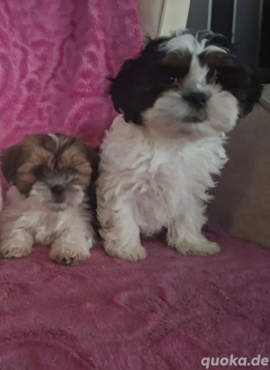 Shih tzu Mix Welpen 