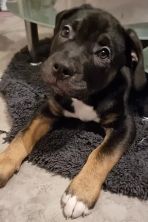 OEB Mischling kein Listenhund