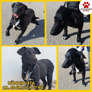 Leta Welpe Mischling Hündin Junghund sucht Zuhause oder Pflegestelle