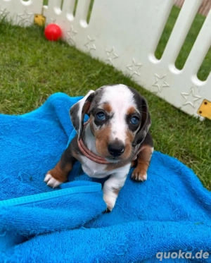 Unser aktueller Wurf ist 8 Wochen alt, und wir möchten skizzieren, wie unser Prozess als verantwortu