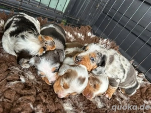 Wir gewähren derzeit 23% Rabatt auf unsere Welpen für eine begrenzte Zeit