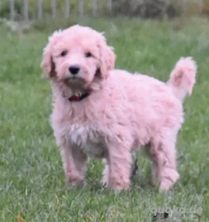 Labradoodle F1 Welpen suchen Dich