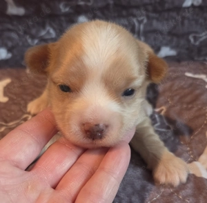 Reinrassige yorkshire terrier golddust rüden 