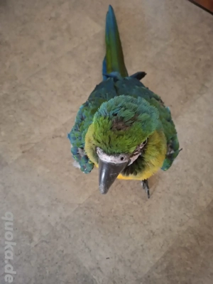 Verkaufe einen sehr schönen ARA