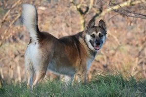 Gino, 2 Jahre - Mischling - Tierhilfe Franken e.V.