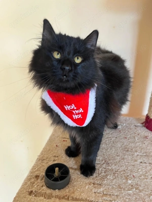 wunderbarer junger Kater Merlin sucht ein schönes Zuhause