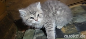 3 Monate altes Perserkatzen-Kitten sucht ein neues Zuhause!